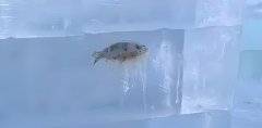 哈爾濱冰雕含魚量極高,哈爾濱凍梨碰到南方游客變精致了