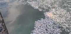 日本北海道海域,再次出現大量沙丁魚尸體